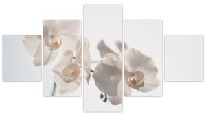 Obraz białej orchidei (125x70 cm)