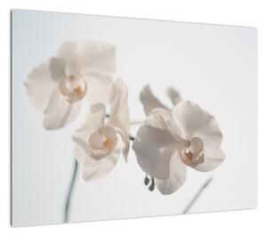 Obraz białej orchidei (70x50 cm)