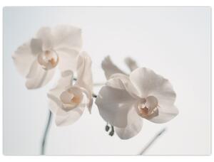 Obraz białej orchidei (70x50 cm)