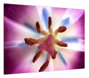 Obraz - Kwiat tulipana w szczegółach (70x50 cm)