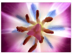 Obraz - Kwiat tulipana w szczegółach (70x50 cm)