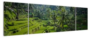 Obraz tarasów ryżowych Tegalalang, Bali (170x50 cm)