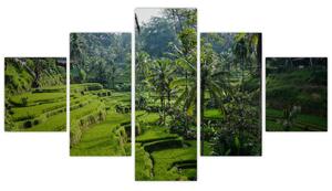 Obraz tarasów ryżowych Tegalalang, Bali (125x70 cm)