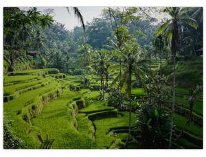 Obraz tarasów ryżowych Tegalalang, Bali (70x50 cm)