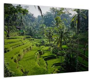 Obraz tarasów ryżowych Tegalalang, Bali (70x50 cm)