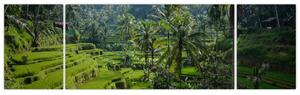 Obraz tarasów ryżowych Tegalalang, Bali (170x50 cm)