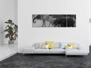 Obraz słoni - czarno - biały (170x50 cm)