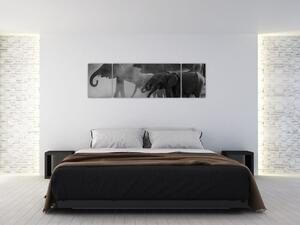 Obraz słoni - czarno - biały (170x50 cm)