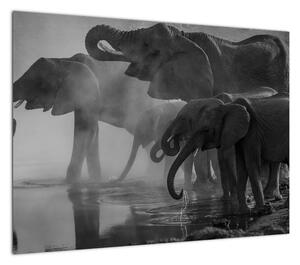 Obraz słoni - czarno - biały (70x50 cm)