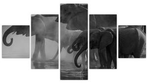 Obraz słoni - czarno - biały (125x70 cm)