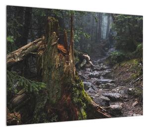 Obraz - W lesie (70x50 cm)