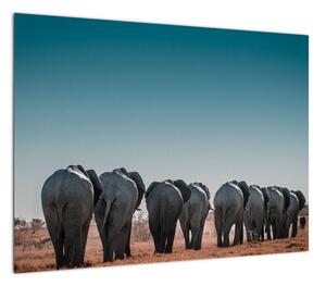 Obraz - Odejście słoni (70x50 cm)