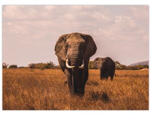 Obraz - Przybycie słonia (70x50 cm)