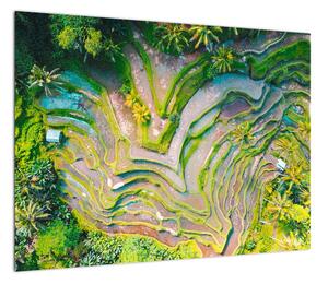 Obraz pól ryżowych z lotu ptaka (70x50 cm)