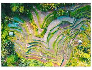 Obraz pól ryżowych z lotu ptaka (70x50 cm)