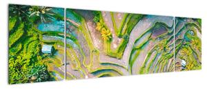 Obraz pól ryżowych z lotu ptaka (170x50 cm)