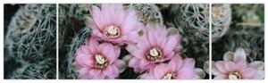 Obraz kwiatu kaktusa (170x50 cm)