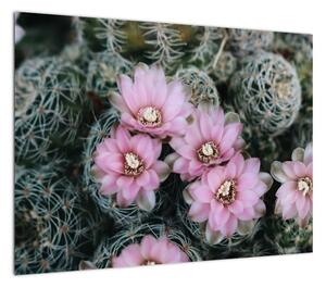 Obraz kwiatu kaktusa (70x50 cm)