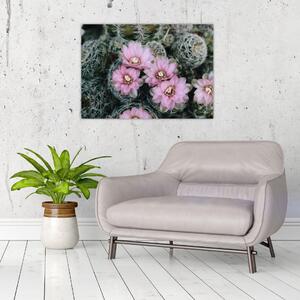 Obraz kwiatu kaktusa (70x50 cm)