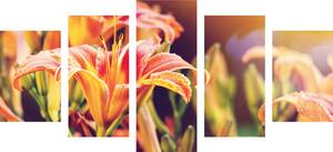 5-częściowy obraz piękne kwitnące kwiaty w ogrodzie