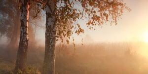 Obraz mglisty jesienny las