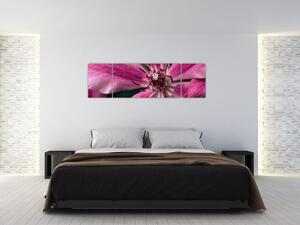 Obraz różowego kwiatu powojnika (170x50 cm)