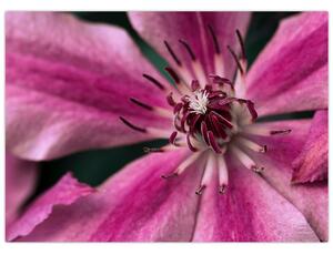 Obraz różowego kwiatu powojnika (70x50 cm)