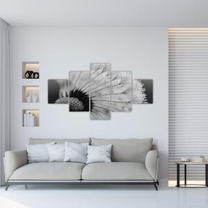 Obraz dmuchawca, czarno - biały (125x70 cm)