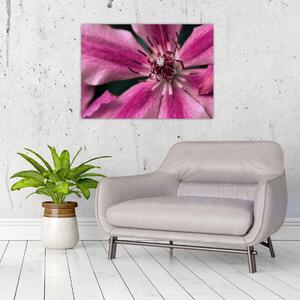 Obraz różowego kwiatu powojnika (70x50 cm)