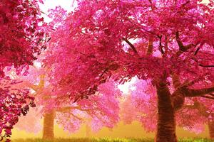 Obraz magiczne drzewa kwitnącej wiśni