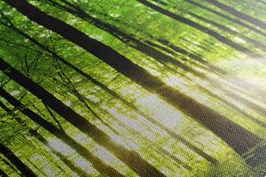 Obraz bujny, zielony las
