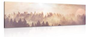 Obraz mgła nad lasem