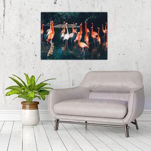Obraz stada flamingów (70x50 cm)