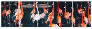 Obraz stada flamingów (170x50 cm)