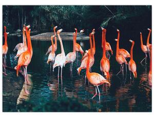 Obraz stada flamingów (70x50 cm)