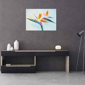 Obraz kwiatu Strelicji (70x50 cm)