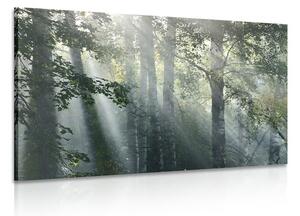 Obraz promienie słońca w zamglonym lesie