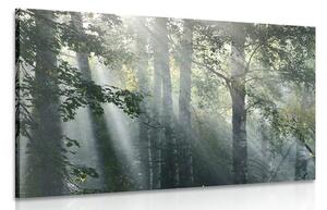 Obraz promienie słońca w zamglonym lesie