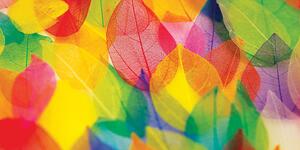 Obraz liście w jesiennych kolorach
