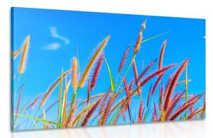 Obraz dzika trawa pod błękitnym niebem