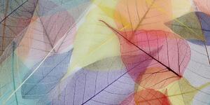Obraz żyłki na kolorowych liściach