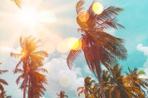 Obraz promienie słońca między palmami