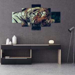 Obraz - tygrys syberyjski (125x70 cm)