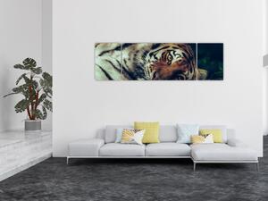 Obraz - tygrys syberyjski (170x50 cm)