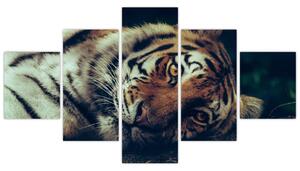Obraz - tygrys syberyjski (125x70 cm)