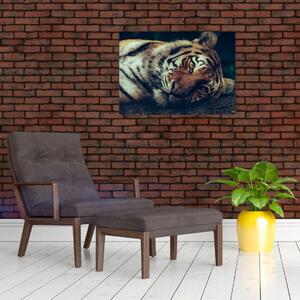 Obraz - tygrys syberyjski (70x50 cm)