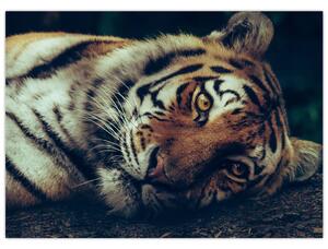 Obraz - tygrys syberyjski (70x50 cm)
