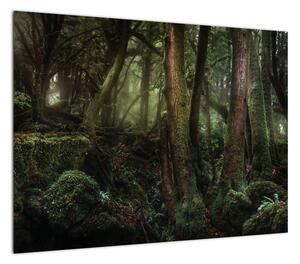 Obraz - Tajemniczy las (70x50 cm)