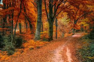 Obraz las jesienią