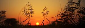 Obraz źdźbła trawy o zachodzie słońca